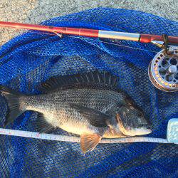 ねばりのチヌ２枚